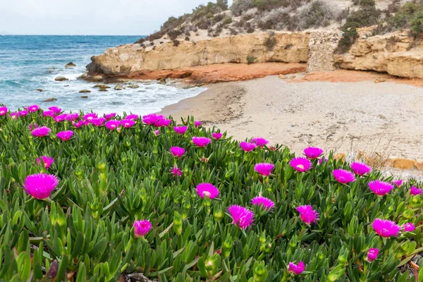 Eflatun çiçekler Portulak Akdeniz kıyısında, Cabo de Palos, La Manga, İspanya.
