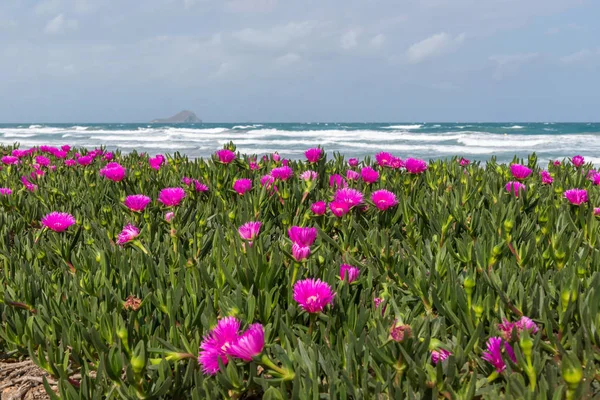 ライラックの花 Portulak 地中海沿岸にカボ パロス ラマンガ スペイン — ストック写真