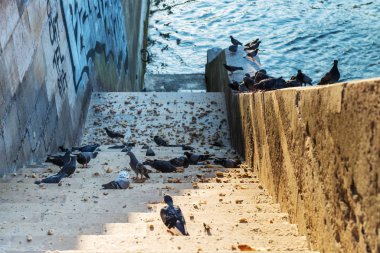 Seine nehrinin merdiveninde bulunan güvercinler ekmek yiyor. Paris. Fransa.