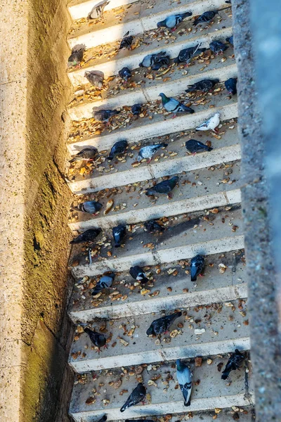 セーヌ川の堤防の階段にある鳩はパンを食べます フランス — ストック写真