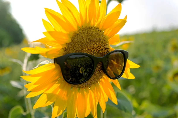 Güneş gözlüğünde ayçiçeği. Ukrayna. Temmuz 21, 2019.