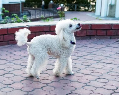 Şeftalili pigme kaniş parkta yürüyor..