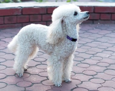 Şeftalili pigme kaniş parkta yürüyor..