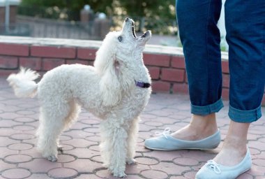 Şeftalili pigme kaniş parkta yürüyor..