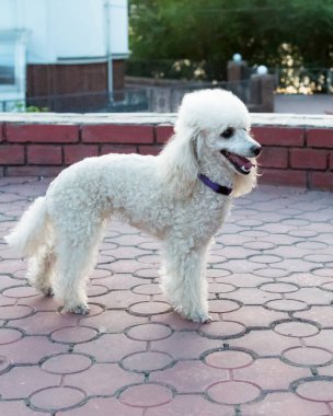 Şeftalili pigme kaniş parkta yürüyor..