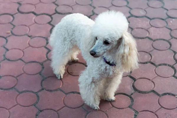 Pêche Caniche Pygmée Sur Une Promenade Dans Parc — Photo