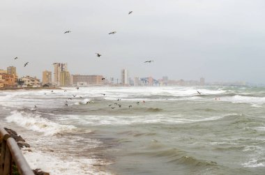 Bir fırtına sırasında martılar denizin üzerinde uçar. Akdeniz 'de. Cabo de Palos. Murcia. İspanya. 14 Eylül 2019.