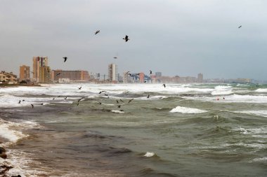 Bir fırtına sırasında martılar denizin üzerinde uçar. Akdeniz 'de. Cabo de Palos. Murcia. İspanya. 14 Eylül 2019.