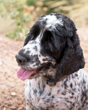 Blue Roan İngiliz Cocker Spaniel