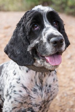 Blue Roan İngiliz Cocker Spaniel