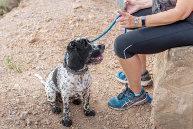 Blue Roan İngiliz Cocker Spaniel