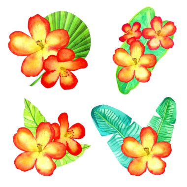 Beyaz arka planda izole edilmiş çiçekli bir dizi tropikal kompozisyon. Suluboya elle çizilmiş egzotik bitkiler.