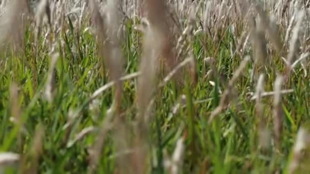 Groene Bruine Spikeletten Achtergrond Van Een Tuin Hoopvol Succesvol Gevoel — Stockvideo