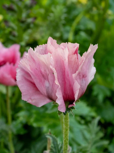 Pink Poppy Background Meadow Flowers — Stock Photo, Image