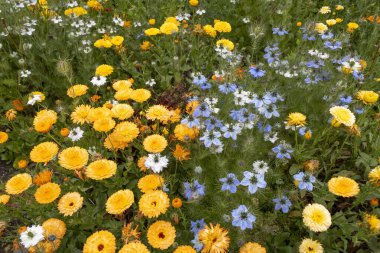 Arkaplan veya doku için çok çiçekli çayır çiçekleri.