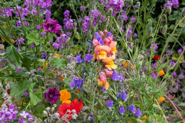 Луговые Цветы Яркая Летняя Флора — стоковое фото