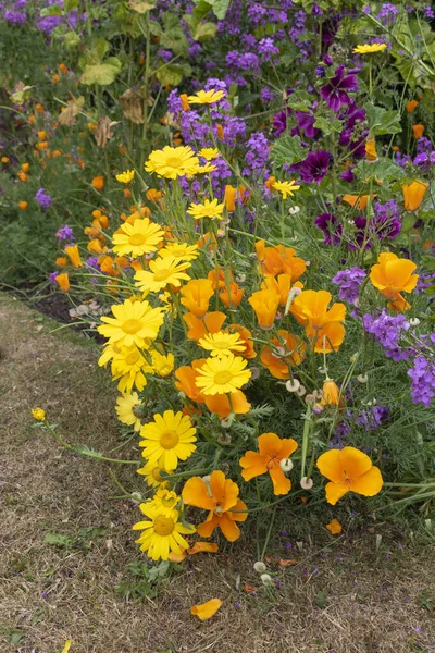 Meadow花 明媚的夏季植物 — 图库照片