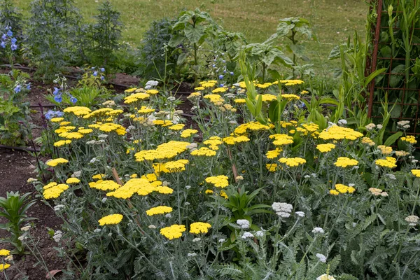 庭の黄色い花 アスタリスクアキレア ムーンシャイン プラント — ストック写真