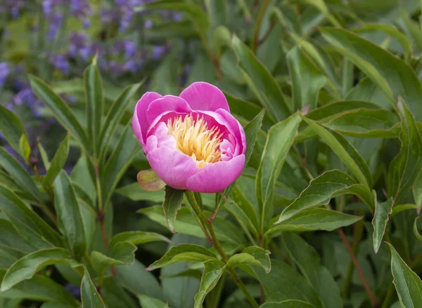 Closeup Beautiful Pink Peonie Flower — Stock Photo, Image