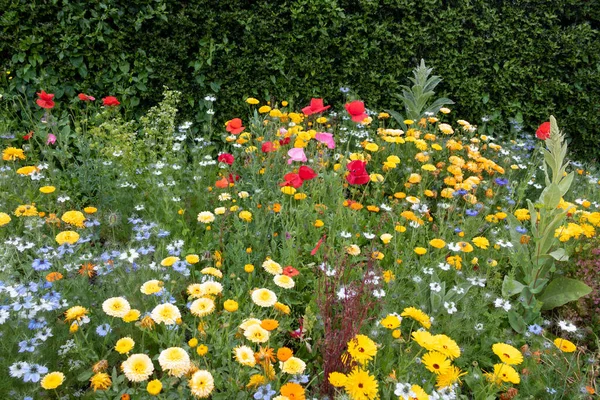 Gebied Van Kleine Kleurrijke Bloemen Weide — Stockfoto