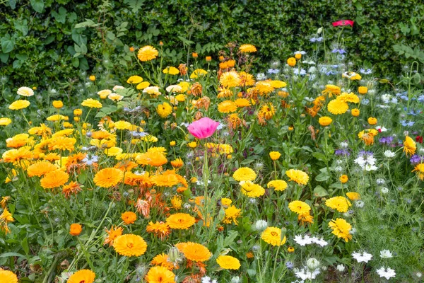 Champ Petites Fleurs Colorées Dans Prairie — Photo