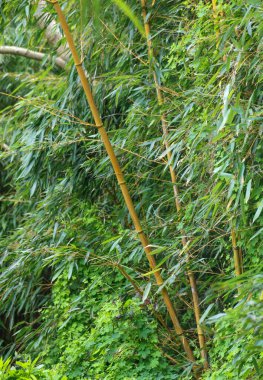 Bambu yaprakları. Arkaplan olarak kullanışlı yeşil çit.