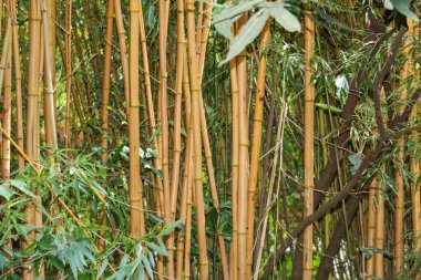 Ormanda bambu