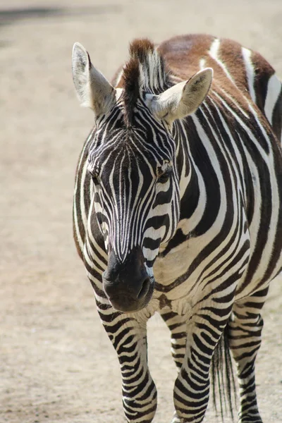 Retrato Uma Zebra Imagem De Stock