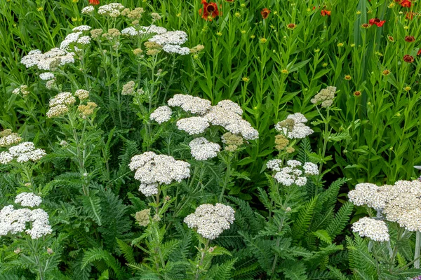 Bílé Květiny Zahradě Achillea Millefolium Obecně Známé Jako Yarrow — Stock fotografie