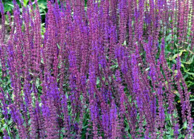 Lamiaceae ailesi menekşe tarla bitkisi arka planı