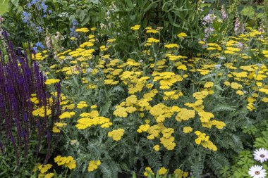 Achillea millefolium halk arasında 
