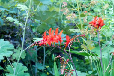 Bahçede kırmızı timsah başağı çiçekleri.
