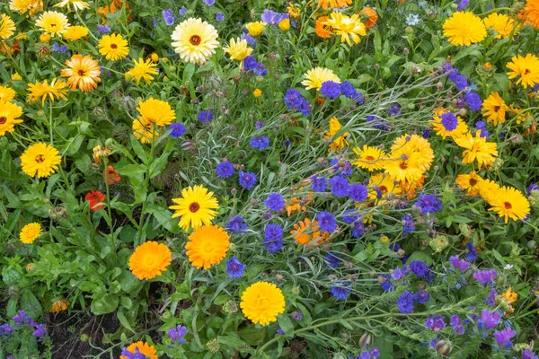 Gele Blauwe Bloemen Tuin — Stockfoto