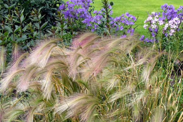Blühende Poaceae Park Zierkräuter Für Die Gartengestaltung — Stockfoto
