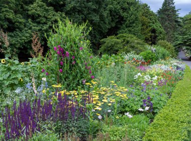 Bahçedeki çiçekler.