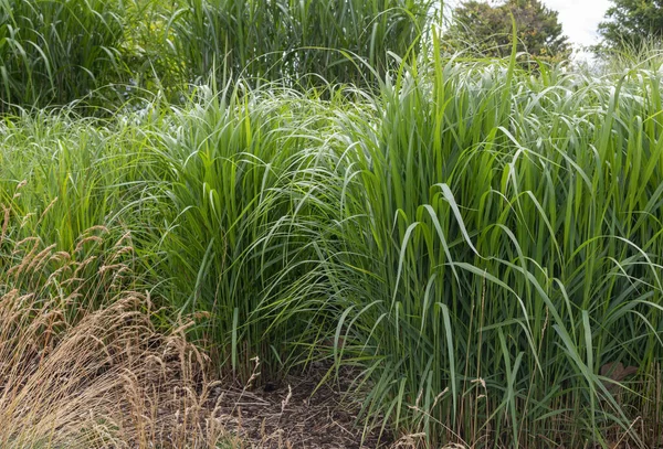 Planta Caña Común Parque Ciudad Hierba Húmeda Perenne Familia Poaceae —  Fotos de Stock