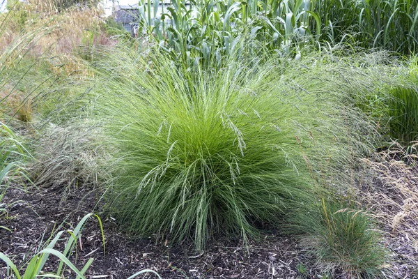 Plant Gewoon Riet Het Stadspark Een Meerjarig Wetlandgras Familie Poaceae — Stockfoto