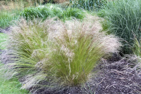 Plant Gewoon Riet Het Stadspark Een Meerjarig Wetlandgras Familie Poaceae — Stockfoto