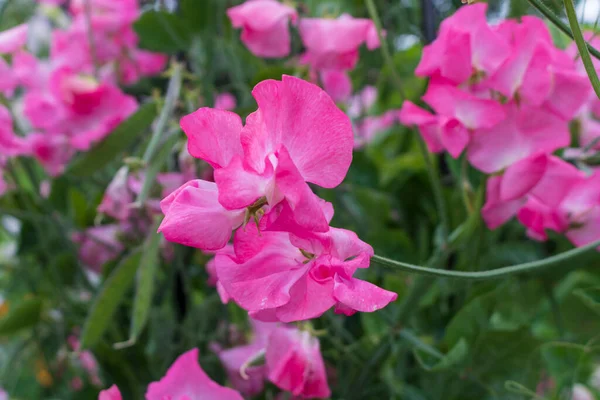 Pink Sweet Pea Flowers Lathyrus Odoratus — Stock Photo, Image