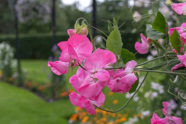 Pink Sweet Pea Flowers Lathyrus Odoratus — Stock Photo, Image