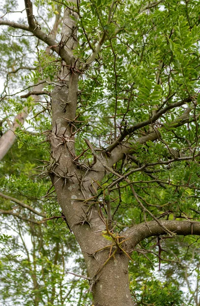 Törnen Från Det Vanliga Honey Locust Trädet — Stockfoto