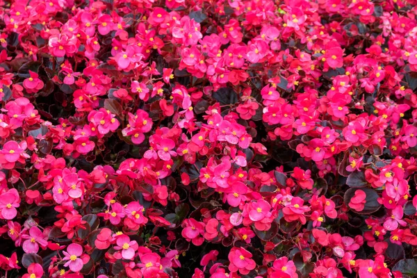 Full Blommande Blommor Begonia Semperflorens Natur Bakgrund — Stockfoto