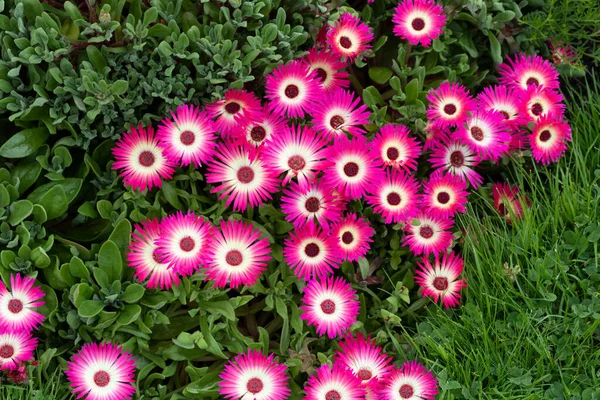 Kwiaty Ogrodzie Aizoaceae Martynov Rośliny Kwitnące Rośliny Lodowe Lub Chwasty — Zdjęcie stockowe