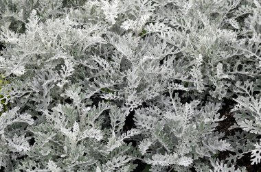 Çiçeklerin arkaplanı Cineraria. Botanik bahçesinde gümüş turp yaprakları (tozlu değirmenci yaprakları).