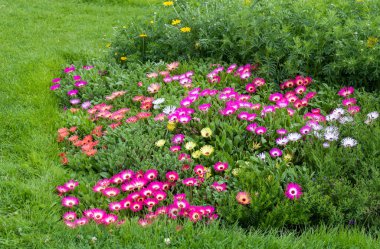 Beautiful and colorful ice plant flowers in bloom, nature background, popular ornamental garden plant. clipart