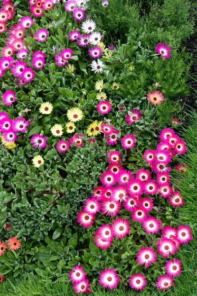 Mooie Kleurrijke Ijsplant Bloemen Bloei Natuur Achtergrond Populaire Siertuin Plant — Stockfoto
