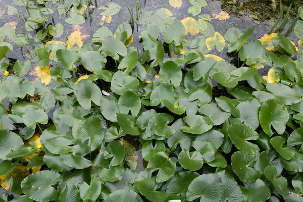 池の緑の葉を背景に — ストック写真