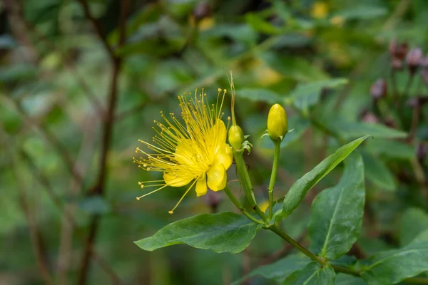 庭で育つ聖ヨハネの御言葉の黄色の花の閉鎖 — ストック写真