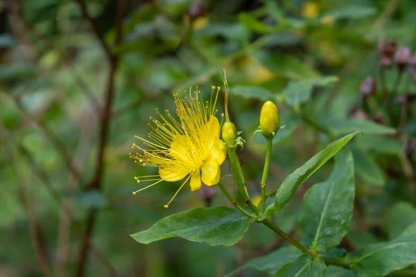 Närbild Gul Blomma Johannesört Växer Trädgård — Stockfoto