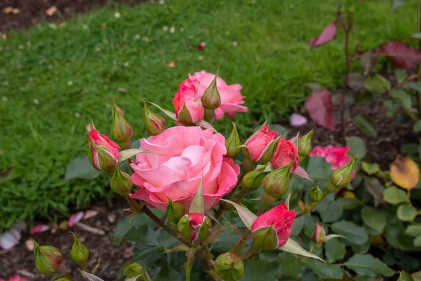 Roze Roos Struik Tuin — Stockfoto